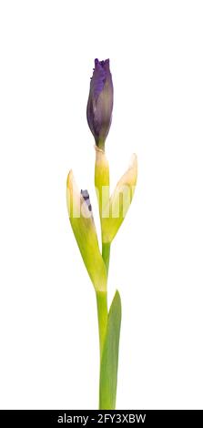 Fleur d'iris isolée sur fond blanc. Belles fleurs de printemps. Banque D'Images