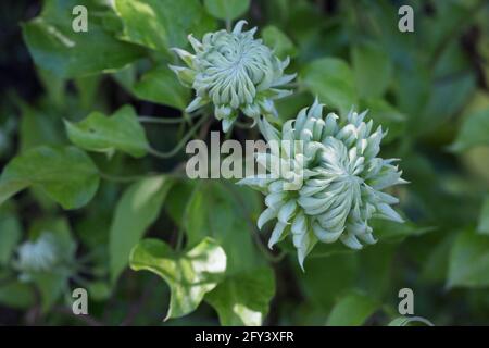 Clematis 'duchesse d'Édimbourg'. Banque D'Images