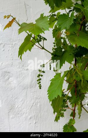 Vigne sur fond blanc. Béton et ciment. Arrière-plan High Detailed fragment Stone White Wall. Banque D'Images
