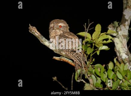 Bouche de grenouille marbrée (Podargus ocellatus plumiferus) perchée sur la branche morte du parc national de Lamington, Queensland, Australie Février Banque D'Images