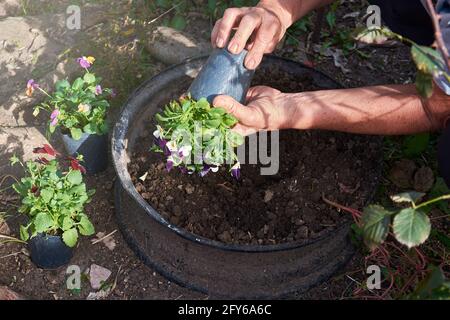 Gros plan sur les mains des femmes adultes qui prennent des fleurs picoleuses tricolores dans un petit pot en plastique pour les planter dans un plus grand pot à fleurs à la maison. Banque D'Images