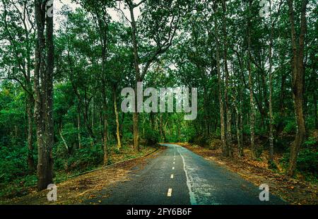 Ghajini est une célèbre forêt verte dans le quartier de Sherpur Du Bangladesh où des aires de pique-nique artificielles sont créées par coupe des arbres dans la na Banque D'Images