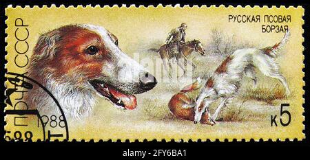 MOSCOU, RUSSIE - 31 AOÛT 2019 : timbre-poste imprimé en Union soviétique (Russie) montre Borzoi (Canis lupus familiaris), série de chiens de chasse, vers 1988 Banque D'Images