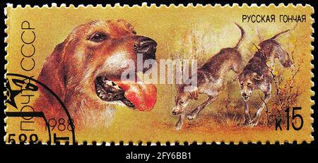 MOSCOU, RUSSIE - 31 AOÛT 2019: Timbre-poste imprimé en Union soviétique (Russie) montre le chien courant russe (Canis lupus familiaris), série de chiens de chasse, cir Banque D'Images