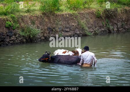 Bain de vache dans l'eau de rivière avec ancien. Banque D'Images