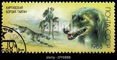 MOSCOU, RUSSIE - 31 AOÛT 2019 : timbre-poste imprimé en Union soviétique (Russie) montre Taigan (Canis lupus familiaris), série de chiens de chasse, vers 1988 Banque D'Images