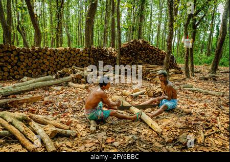 Ghajini est une célèbre forêt verte dans le quartier de Sherpur Du Bangladesh où des aires de pique-nique artificielles sont créées par coupe des arbres dans la na Banque D'Images