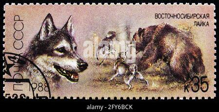 MOSCOU, RUSSIE - 31 AOÛT 2019 : timbre-poste imprimé en Union soviétique (Russie) montre la Laika de Sibérie orientale (Canis lupus familiaris), chiens de chasse seri Banque D'Images