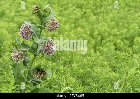 L'herbe à lait commune (nom botanique: Asclepias syriaca), également connue sous le nom de fleur de papillon et d'herbe à soie, floraison dans la prairie en été, dans le nord de l'Illinois. JE Banque D'Images