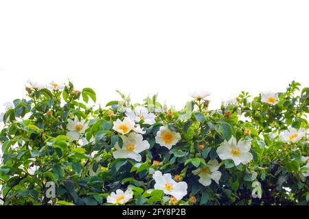 Belles fleurs blanches de rose sauvage sur un Bush avec des feuilles vertes sur un fond blanc. Modèle pour la décoration. Banque D'Images