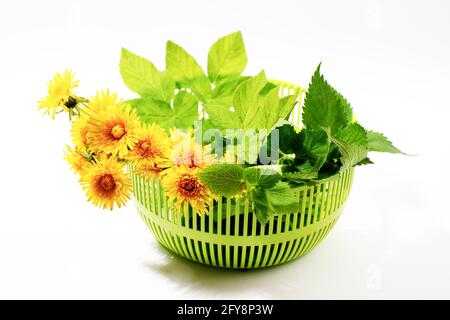 Goutweed, ortie, pissenlit dans un panier, isolé sur fond blanc. Premières herbes sauvages de printemps utiles dans le soin de la peau. Plantes pour cosmétiques faits maison. Banque D'Images