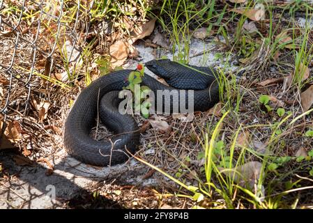 Serpent à l'est de Hognose Heterodon platirhinos Banque D'Images