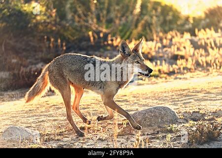 Pacific Grove, Californie, États-Unis. 27 mai 2021. Mère Coyote retourne au den avec des proies. Crédit : Rory Merry/ZUMA Wire/Alamy Live News Banque D'Images