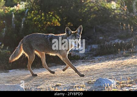 Pacific Grove, Californie, États-Unis. 27 mai 2021. Mère Coyote retourne au den avec des proies. Crédit : Rory Merry/ZUMA Wire/Alamy Live News Banque D'Images