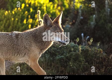 Pacific Grove, Californie, États-Unis. 27 mai 2021. Mère Coyote retourne au den avec des proies. Crédit : Rory Merry/ZUMA Wire/Alamy Live News Banque D'Images