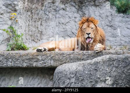 un lion adulte s'éroule et se trouve sur une pierre Banque D'Images