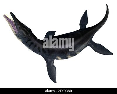 Liopleurodon était un plésiosaure marin carnivore qui vivait dans les mers jurassiques d'Europe et du Canada. Banque D'Images