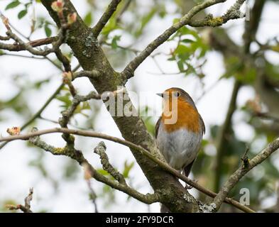 Robin, erithacus rubecula, adulte unique perché sur la branche, Worcestershire, Royaume-Uni. Banque D'Images