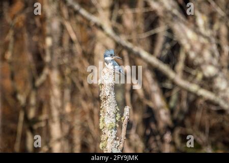 Un kingfisher mâle adulte avec ceinture perché sur un sommet d'arbre brisé posant avec les bois dans l'arrière-plan par une journée bien remplie en hiver Banque D'Images