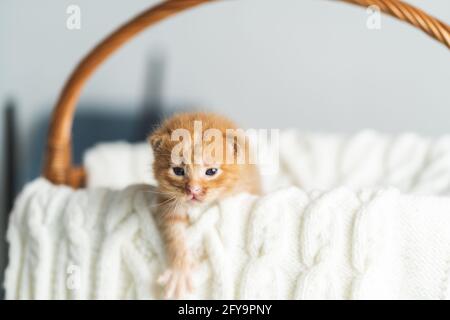 Chaton croisé de gingembre âgé de deux semaines aux yeux à peine ouverts assis dans un panier en osier sur un chandail en laine blanche. Adoption d'animaux de compagnie, soin des animaux Banque D'Images