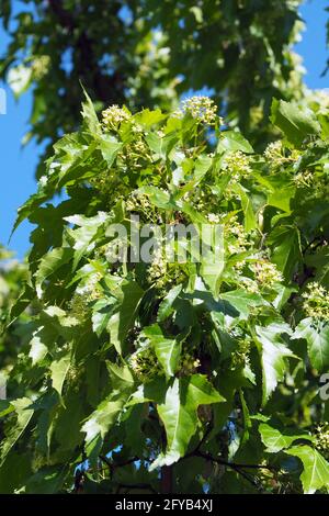 Érable tatar ou érable tatarien, Tatarischer Steppen-Ahorn, érable de Tartarie, Acer tataricum, tatár juhar, Budapest, Hongrie, Magyarország, Europe Banque D'Images