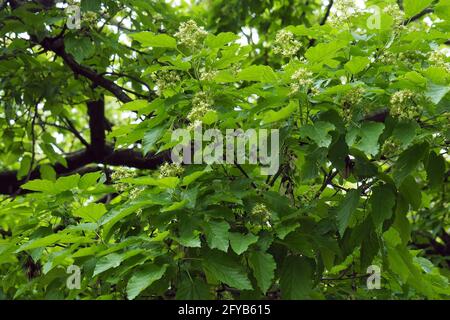 Érable tatar ou érable tatarien, Tatarischer Steppen-Ahorn, érable de Tartarie, Acer tataricum, tatár juhar, Budapest, Hongrie, Magyarország, Europe Banque D'Images