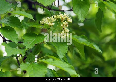 Érable tatar ou érable tatarien, Tatarischer Steppen-Ahorn, érable de Tartarie, Acer tataricum, tatár juhar, Budapest, Hongrie, Magyarország, Europe Banque D'Images