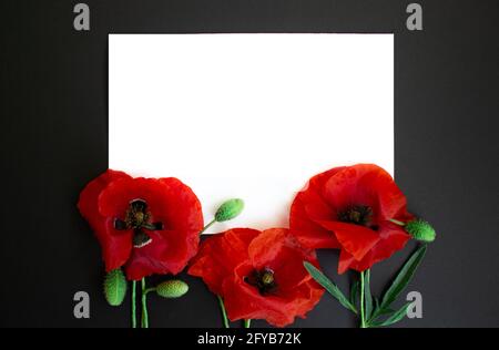 Carte blanche vierge avec des fleurs de coquelicots rouges sur fond noir, cadre floral. Accueil créatif Banque D'Images