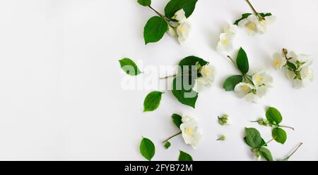 Fleurs de jasmin blanches sur fond blanc. Banque D'Images