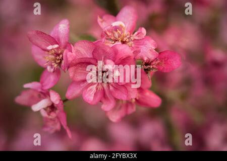 gros plan des fleurs de pomme rose Banque D'Images