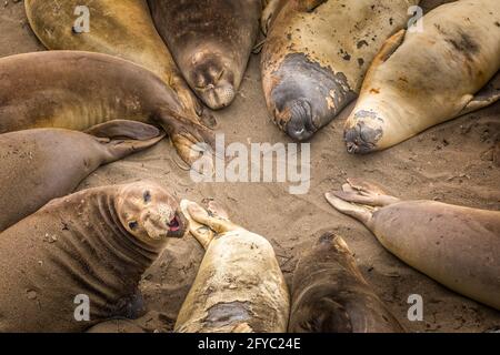 Lions de mer sur une plage de sable en Californie dormant ensemble former un cercle Banque D'Images