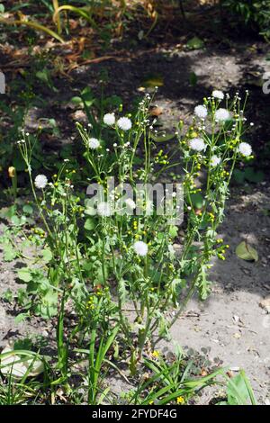 Marmeier, ancien-homme-dans-le-printemps, Gewöhnliches Greiskraut, Gemeines Greiskraut, Senecio vulgaris, aggófű, Budapest, Hongrie, Europe Banque D'Images