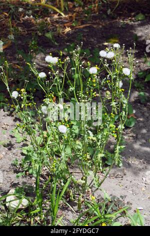 Marmeier, ancien-homme-dans-le-printemps, Gewöhnliches Greiskraut, Gemeines Greiskraut, Senecio vulgaris, aggófű, Budapest, Hongrie, Europe Banque D'Images