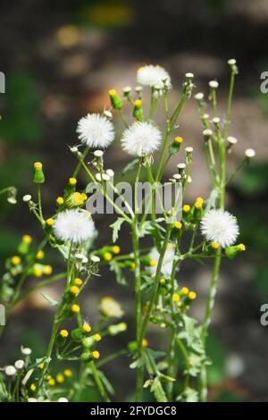 Marmeier, ancien-homme-dans-le-printemps, Gewöhnliches Greiskraut, Gemeines Greiskraut, Senecio vulgaris, aggófű, Budapest, Hongrie, Europe Banque D'Images