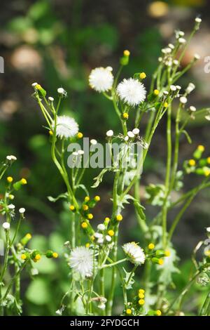 Marmeier, ancien-homme-dans-le-printemps, Gewöhnliches Greiskraut, Gemeines Greiskraut, Senecio vulgaris, aggófű, Budapest, Hongrie, Europe Banque D'Images