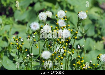 Marmeier, ancien-homme-dans-le-printemps, Gewöhnliches Greiskraut, Gemeines Greiskraut, Senecio vulgaris, aggófű, Budapest, Hongrie, Europe Banque D'Images