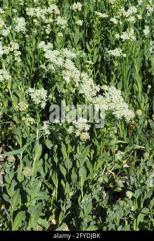 cresson de whetop, Thanet cresson, Pfeilkresse, Herzkressse, Türkische KresseLepidium draba, útszéli zsázsa, Budapest, Hongrie, Magyarország, Europe Banque D'Images