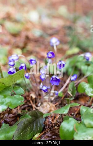 Les fleurs violettes poussent dans la forêt. Fleurs sauvages. Banque D'Images