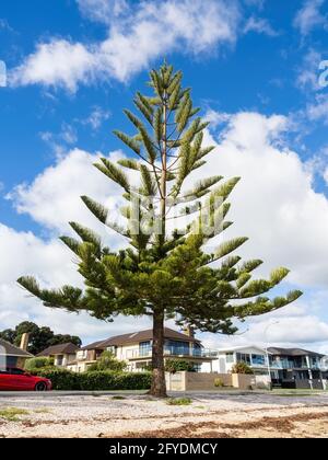 AUCKLAND, NOUVELLE-ZÉLANDE - 19 mai 2021 : vue sur le pin de l'île Norfolk à Bucklands Beach. Auckland, Nouvelle-Zélande - 13 mai 2021 Banque D'Images