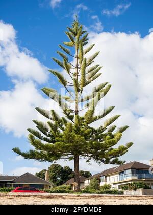 AUCKLAND, NOUVELLE-ZÉLANDE - 19 mai 2021 : vue sur le pin de l'île Norfolk à Bucklands Beach. Auckland, Nouvelle-Zélande - 13 mai 2021 Banque D'Images