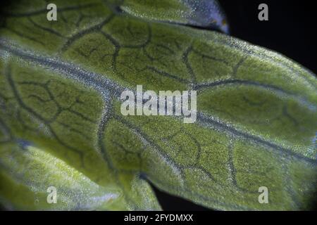 Macro de feuille de céleri verte sous le microscope avec un grossissement de 40 fois, objectif 4 Banque D'Images