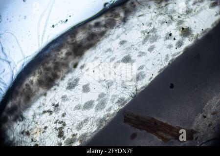 Kombucha macro thé gros plan sous le microscope léger, grossissement de 100 fois, objectif de microscope 10 Banque D'Images