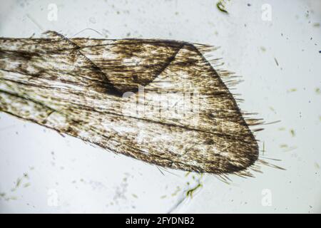 Ephestia elutella, aile de papillon de grain avec des échelles macro gros plan sous le microscope léger, grossissement de 40 fois, objectif de microscope 4 Banque D'Images