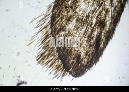 Ephestia elutella, aile de papillon de grain avec des échelles macro gros plan sous le microscope léger, grossissement de 40 fois, objectif de microscope 4 Banque D'Images