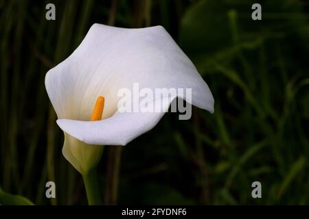 Gros plan beauté de Calla Lily blanche, an Arum Lily, sur la péninsule naturiste à Eagle Bay en Australie occidentale Banque D'Images