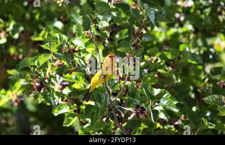 Jaune vif et rouge éclat de Western Tanager coloré dans le mûrier au centre Paon de Patagonia, Arizona. Banque D'Images