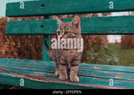 Le chaton gris tabby est installé sur un banc en bois vert. Banque D'Images
