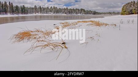 Une accumulation de neige couvrait l'herbe des marais du côté nord du lac Kaibab en hiver. Situé dans la forêt nationale de Kaibab près de Williams Arizona. Banque D'Images