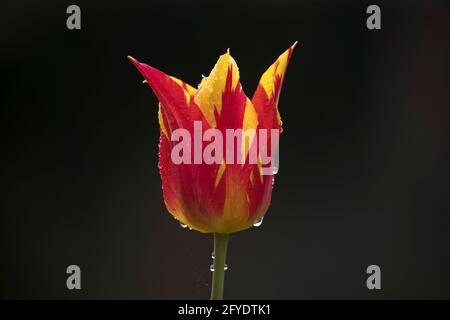 Des gouttes de pluie sur une tulipe jaune et rouge (tulipe Fireworks) fleurissent sur un fond sombre, North Yorkshire, Angleterre, Royaume-Uni Banque D'Images