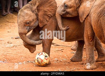 des éléphants orphelins de bébé jouant avec un ballon de football avec des touristes pieds en arrière-plan Banque D'Images